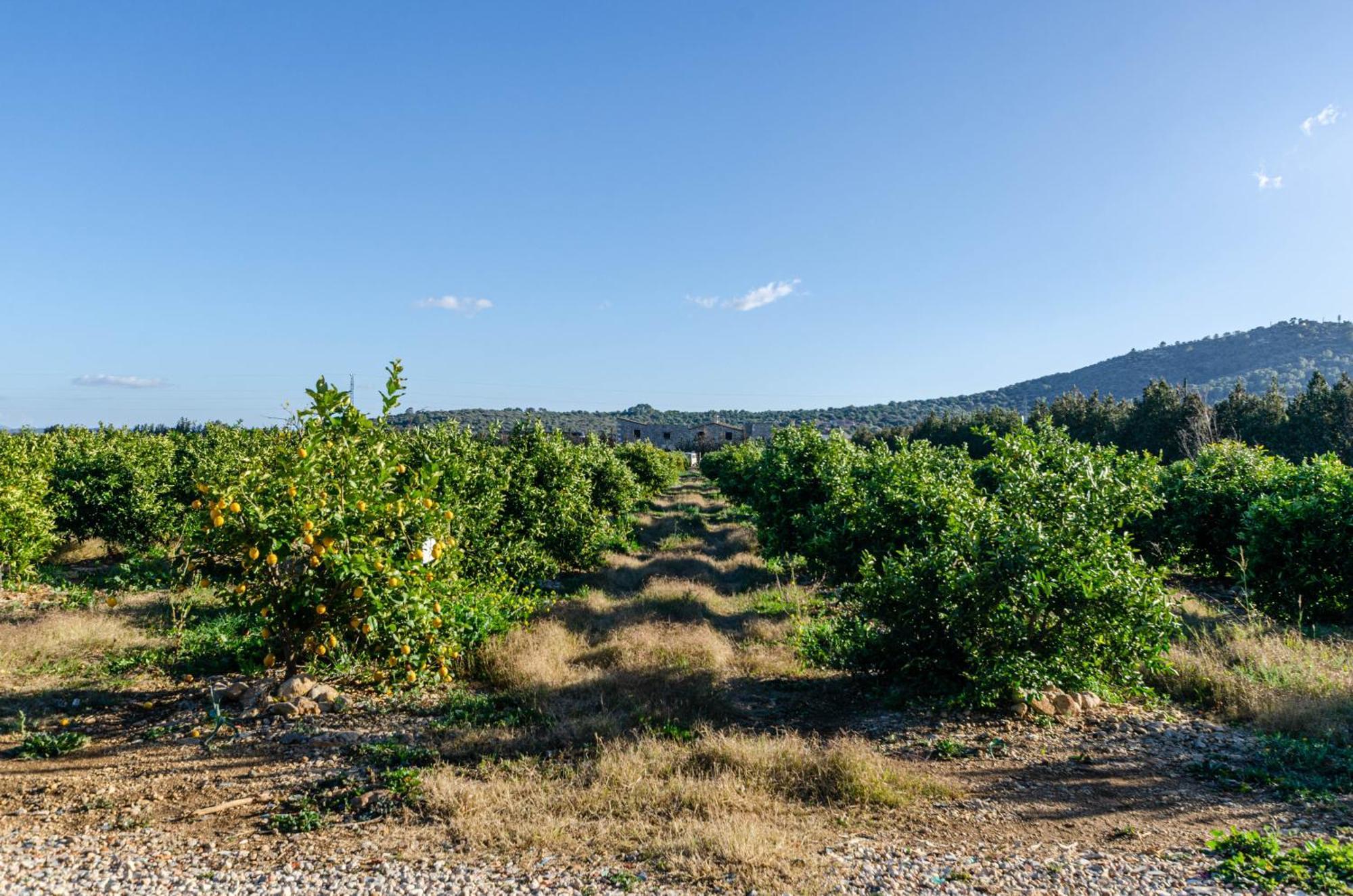 El Limonar De Mallorca - Agroturismo Islas Baleares Exterior foto