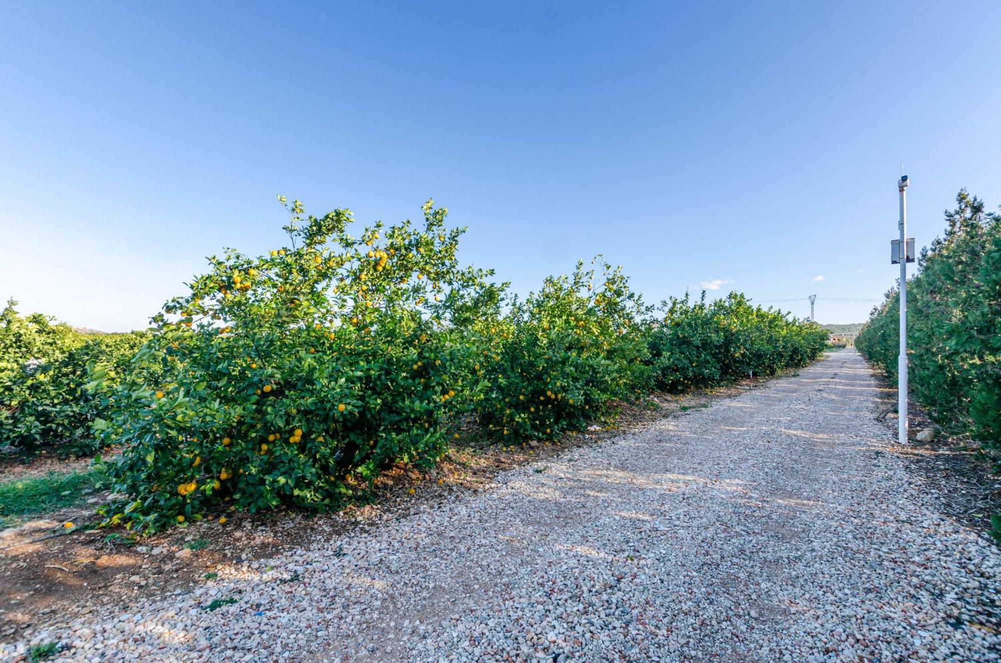 El Limonar De Mallorca - Agroturismo Islas Baleares Exterior foto