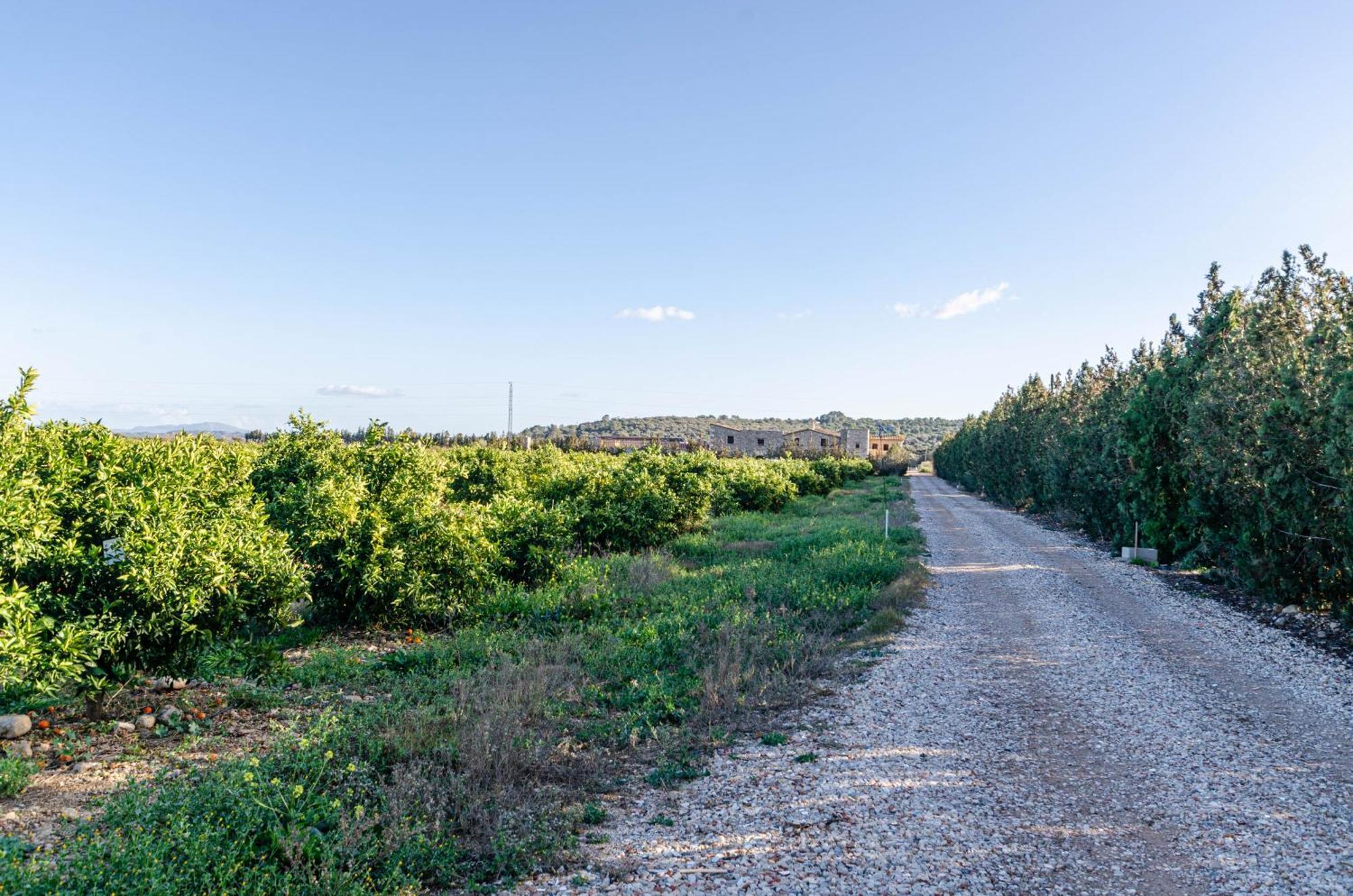 El Limonar De Mallorca - Agroturismo Islas Baleares Exterior foto